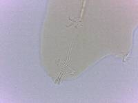 Adropion scoticum image