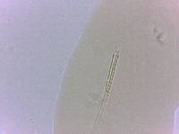 Adropion scoticum image