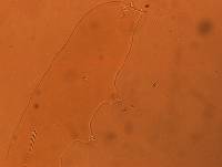 Adropion scoticum image