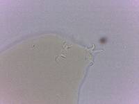 Adropion scoticum image