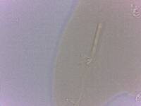 Adropion scoticum image