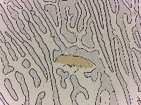 Adropion scoticum image