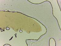 Adropion scoticum image