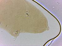 Adropion scoticum image