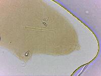 Adropion scoticum image