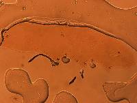 Adropion scoticum image