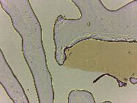 Adropion scoticum image