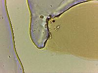 Adropion scoticum image