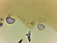 Adropion scoticum image