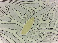 Adropion scoticum image