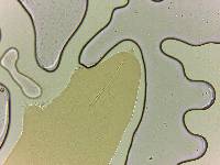 Adropion scoticum image