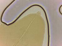Adropion scoticum image