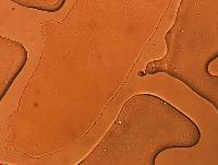 Adropion scoticum image