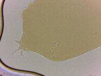 Adropion scoticum image