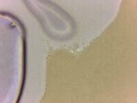 Adropion scoticum image