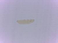 Adropion scoticum image