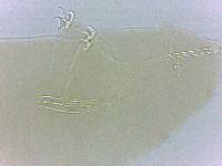 Adropion scoticum image