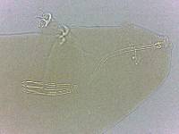 Adropion scoticum image
