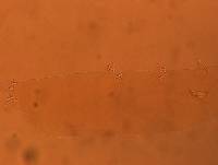 Adropion scoticum image