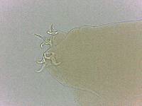 Adropion scoticum image