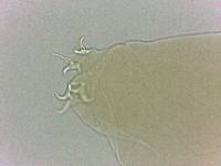 Adropion scoticum image
