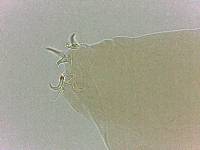 Adropion scoticum image