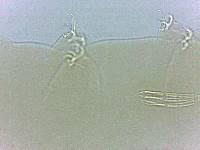 Adropion scoticum image