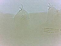 Adropion scoticum image
