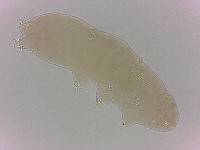 Adropion scoticum image