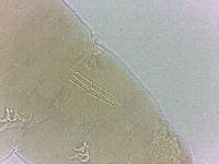 Adropion scoticum image
