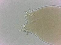 Adropion scoticum image