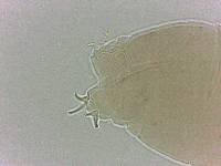 Adropion scoticum image