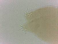 Adropion scoticum image