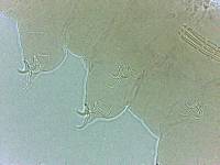 Adropion scoticum image