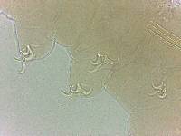 Adropion scoticum image
