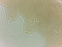 Adropion scoticum image