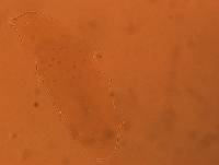 Adropion scoticum image