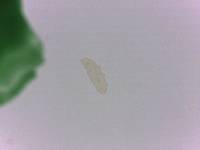 Adropion scoticum image