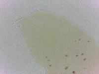 Adropion scoticum image