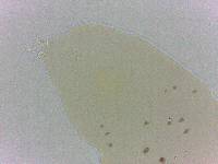 Adropion scoticum image