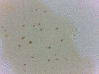 Adropion scoticum image