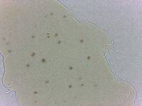 Adropion scoticum image