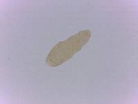 Adropion scoticum image