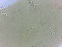 Adropion scoticum image