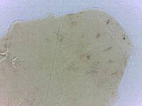 Adropion scoticum image