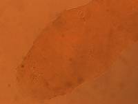 Adropion scoticum image