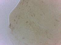 Adropion scoticum image
