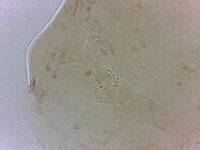 Adropion scoticum image