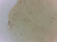Adropion scoticum image