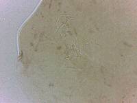 Adropion scoticum image